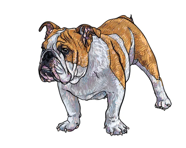 Bulldog joven — Vector de stock