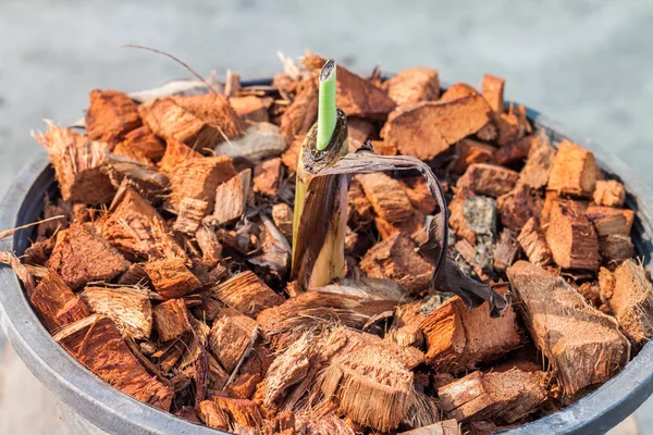 Plátano germinado — Foto de Stock