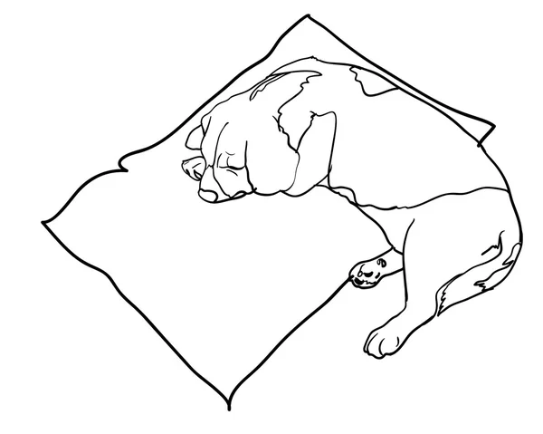 Sleeping beagle — Stock Vector