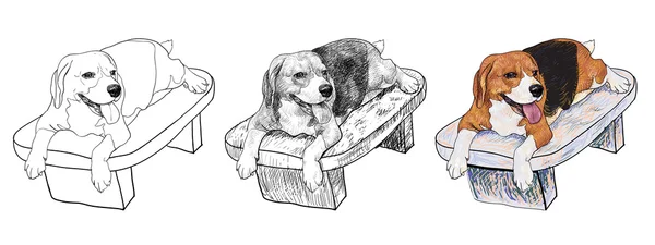 Beagle en silla — Archivo Imágenes Vectoriales