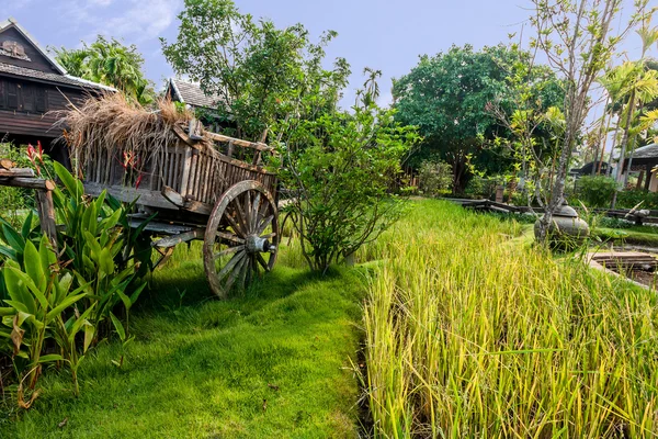 Zöld rizs mező a villában, Thaiföld — Stock Fotó
