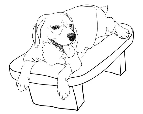 Beagle en silla — Vector de stock