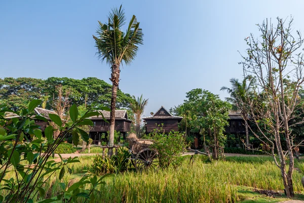 Green rice field in the villa, Thailand — стоковое фото