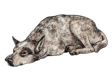 uykulu yalnız köpek