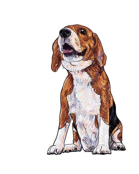 Beagle. — Vector de stock