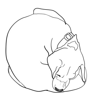 kaşıntılı beagle 
