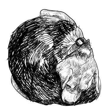 kaşıntılı beagle 