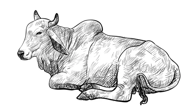 Descansando vaca branca, Brahman americano —  Vetores de Stock