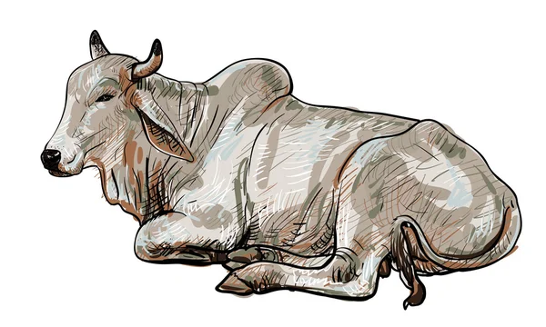 Vaca blanca en reposo, Brahman americano — Vector de stock