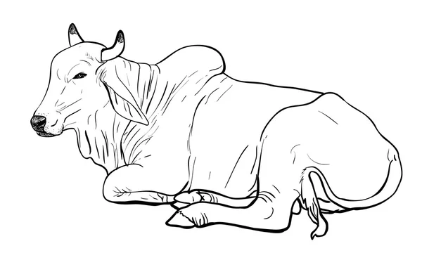 Vaca blanca en reposo, Brahman americano — Vector de stock