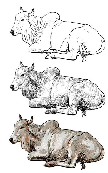 静息白色的奶牛，美国婆罗门 — 图库矢量图片