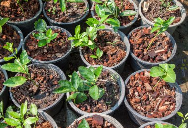 tencerede genç limon ağacı