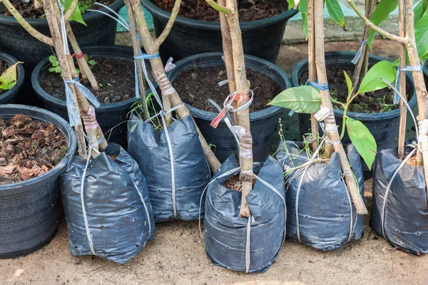 Planta joven en maceta —  Fotos de Stock