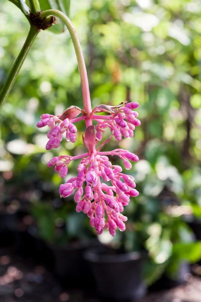 Medinella magnifica квітка — стокове фото