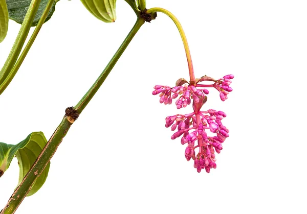 Flor de medinella magnifica isolada — Fotografia de Stock