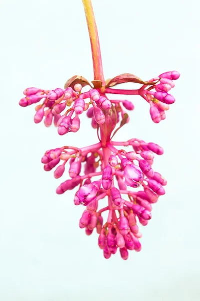 Medinella magnifica çiçek — Stok fotoğraf