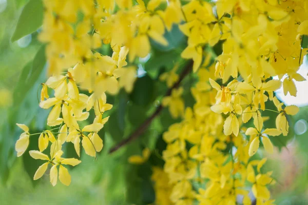 Flor dourada do chuveiro — Fotografia de Stock