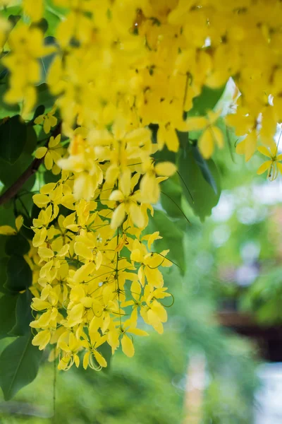 Flor dourada do chuveiro — Fotografia de Stock