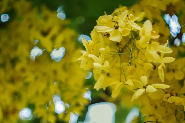 Gouden douche bloem — Stockfoto