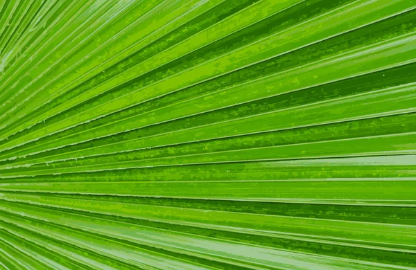 Mönster av grönt blad bakgrund — Stock vektor