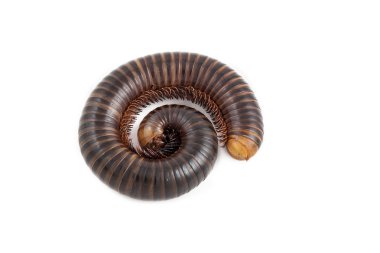 Beyaz arkaplanda kırkayak