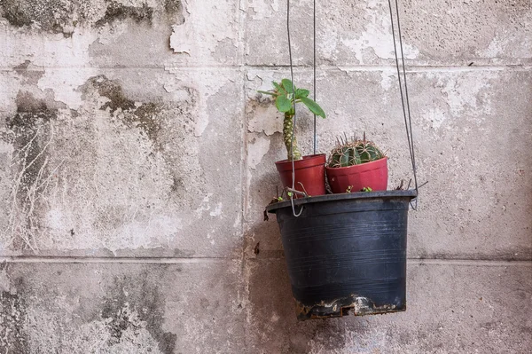 Hanging pot with small cactus — Stock Photo, Image