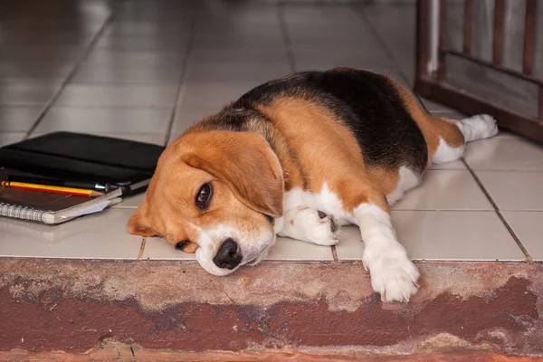 uykulu beagle