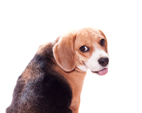 Looking back beagle — Stock Photo, Image
