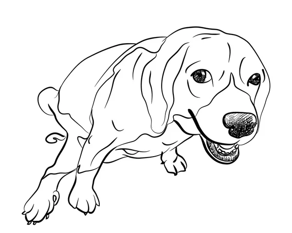 Cagando beagle — Vector de stock