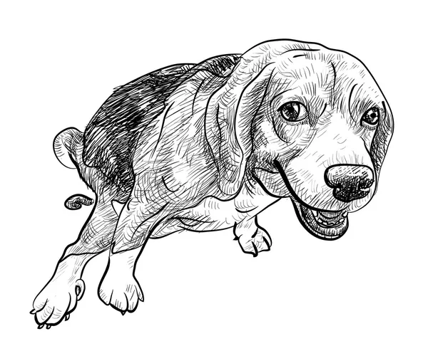 Cagando beagle — Archivo Imágenes Vectoriales