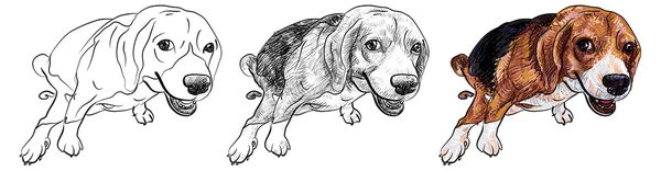 Pooping-Beagle — Stockvektor