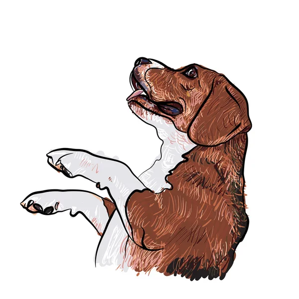 Beagle, suplicando por comida — Vector de stock