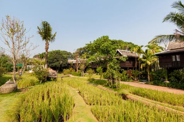 Campo de arroz verde na villa, Tailândia — Fotografia de Stock