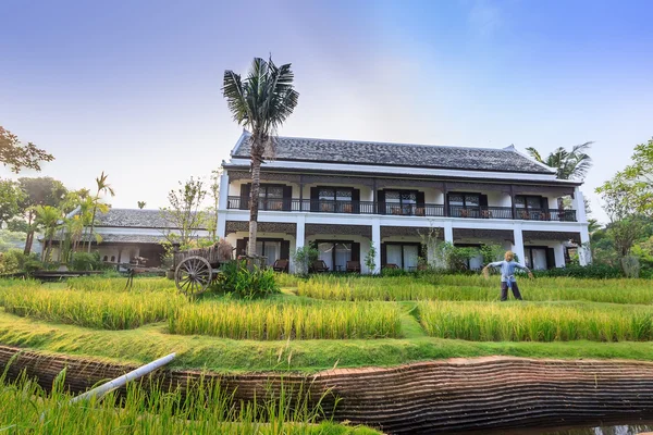 Campo de arroz verde na villa, Tailândia — Fotografia de Stock