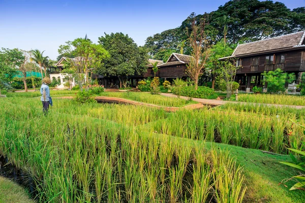 Campo de arroz verde en la villa, Tailandia — Foto de Stock