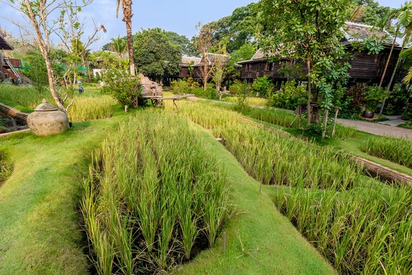 Campo de arroz verde en la villa, Tailandia — Foto de Stock