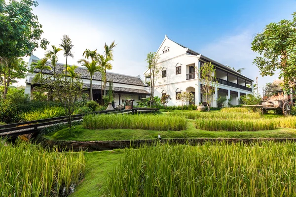 Gröna risfält i villa, thailand — Stockfoto