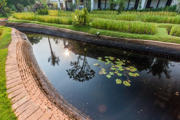 Yeşil pirinç alan villada, Tayland — Stok fotoğraf