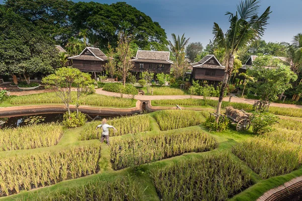 Green rice field in the villa, Thailand — стоковое фото