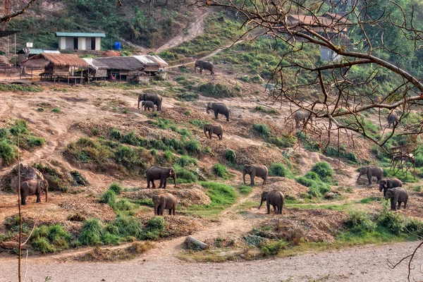 Kudde van olifant — Stockfoto