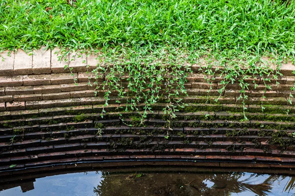 Grass and moss grow on old brick wall — Stock Photo, Image