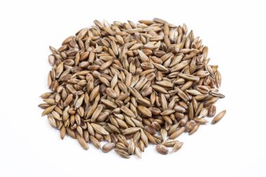 buğday tohumu yığını 