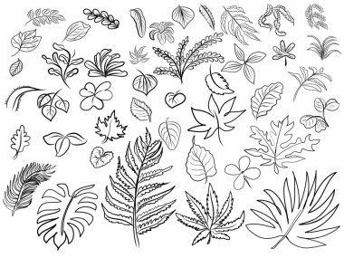 vektör çizim yaprakları