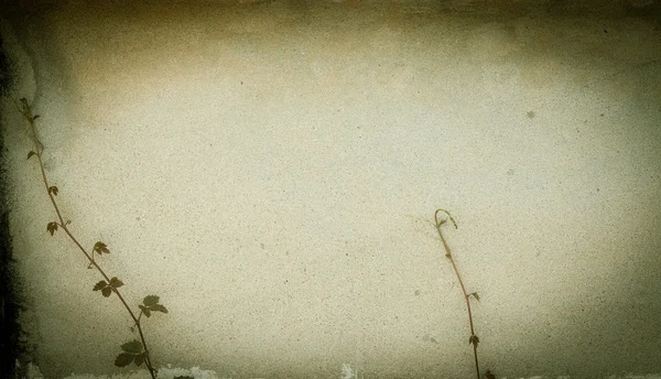 Climberon  cement wall background — Stock Photo, Image