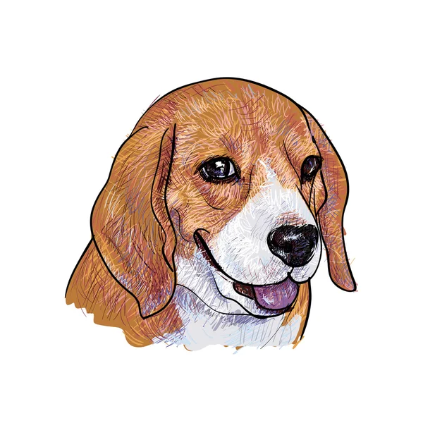 Beagle. — Vector de stock