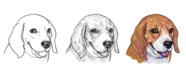 Beagle. — Vector de stock