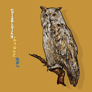 Sibirya kartal baykuş veya bubo bubo sibiricus.vector