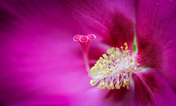 Rose of Sharon pollen — Stockfoto