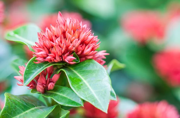 West Indian Jasmine flower — Stock Photo, Image