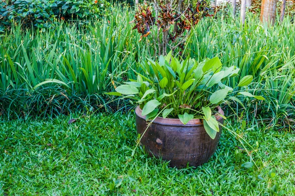 瓶の中の植物と緑豊かな庭園 — ストック写真